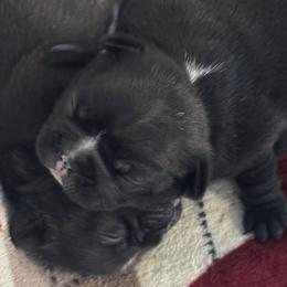 French Bulldog Puppies from Diamonds Frenchies
