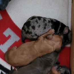 Dachshund Puppies from Mary's Mini Dachshunds