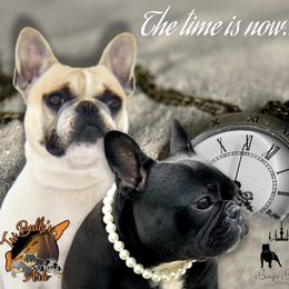 American Bully and French Bulldog Puppies from Boujie Bullies & Frenchie’s