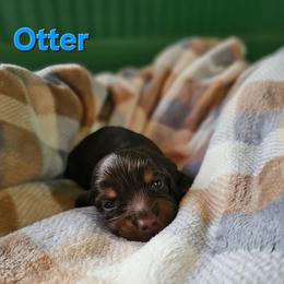 Otter aka Otty - Chocolate and tan male Dachshund puppy in Orlando, Florida from Small Batch Doxies