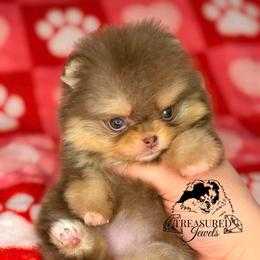 MAD MAX - Chocolate and tan female Pomeranian puppy in Willis, Texas from Treasured Jewels Pomeranians