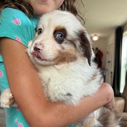 Captain America Pulisic - Red merle male Miniature American Shepherd puppy in New Boston, New Hampshire from Painted Pup Australian Shepherds