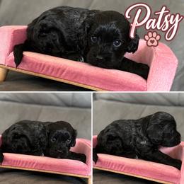 Patsy - Black female Cavapoo puppy in Thorndale, Texas from Hattie’s Texas Cavapoos