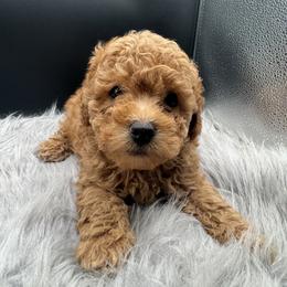 Blue collar - Apricot male Poodle puppy in Fredericktown, Missouri from Ellie & Co. Doodles and Poodles