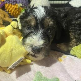 Aspen - Tri-color male Bernedoodle puppy in Springfield, Missouri from Doodle Dandy Bernedoodles & Aussiedoodles