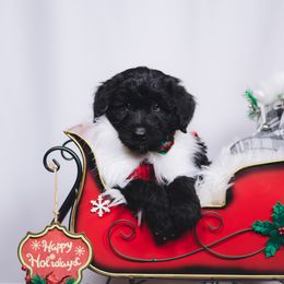 Bordoodle Puppies from 2J 2K Bordoodles