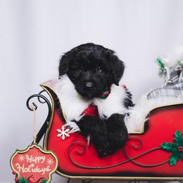 Bordoodle Puppies from 2J 2K Bordoodles