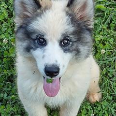 Native American Indian Dog Puppies from Indian Valley Kennels