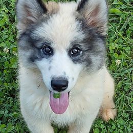 Native American Indian Dog Puppies from Indian Valley Kennels