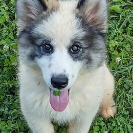Native American Indian Dog Puppies from Indian Valley Kennels