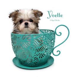 Yvette - Sable female Mi-Ki puppy in Elizabeth, Colorado from Royal T Mi-Kis