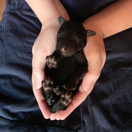 Girl 3 - Black female Labradoodle puppy in Genoa City, Wisconsin from Sakura Pups