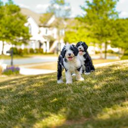 Assorted Doodle Crosses, Old English Sheepdog, and Poodle Puppies from Everyone Loves Doodlez