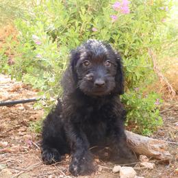 Midnight - Black female Labradoodle puppy in Apache Junction, Arizona from Loving Doodle