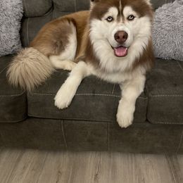 Siberian Husky All Grown Up from Freedom Huskies