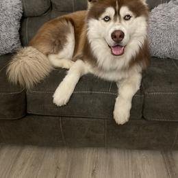 Siberian Husky All Grown Up from Freedom Huskies