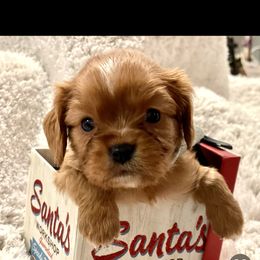 Cavalier King Charles Spaniel and Cavapoo Puppies from Texas Cavalier King Charles Spaniels Manard Enterprises
