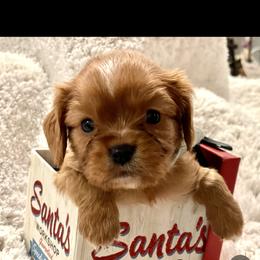 Cavalier King Charles Spaniel and Cavapoo Puppies from Texas Cavalier King Charles Spaniels Manard Enterprises