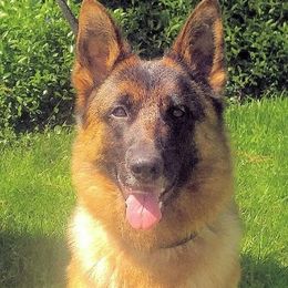 Candy - German Shepherd