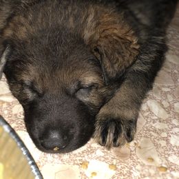 German Shepherd Puppies from Stacey’s German Shepherds