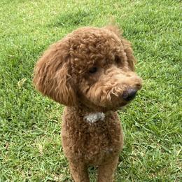 Piper - Goldendoodle