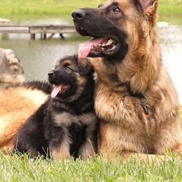 German Shepherd Puppies from Oakmont Shepherds