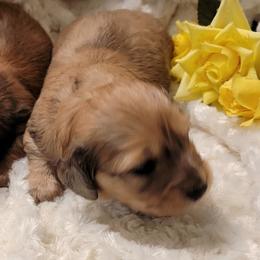 Dachshund Puppies from CLARK'S BREEDING PROGRAM