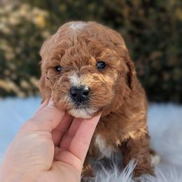 Fenix - Apricot male Poodle puppy in Salt Lake City, Utah from Utah Cocker Spaniels