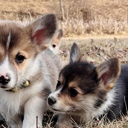 Pembroke Welsh Corgis from Deep Creeks Pembrokes