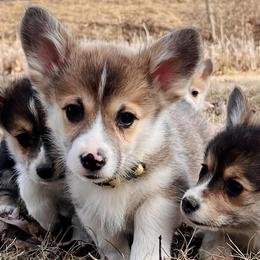 Pembroke Welsh Corgis from Deep Creeks Pembrokes