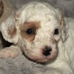 Male 6 - male Cavapoochon puppy in Fredericksburg, Ohio from Timshell Farm Specialty Crossbreed Puppies