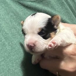 Mercedes. - Parti female Yorkshire Terrier puppy in Wagoner, Oklahoma from Rosenthal Yorkies