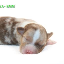 Jambalaya - Red merle male Australian Shepherd puppy in Coldwater, Michigan from Northern Star Australian Shepherds