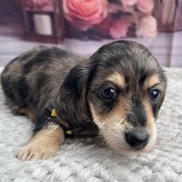 Dolly AKC - Dapple female Dachshund puppy in Jena, Louisiana from Amy’s Mini Doxies