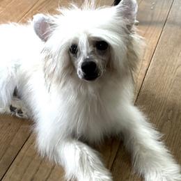 Emerson - Chinese Crested