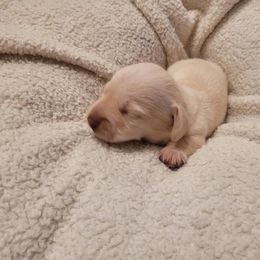Duke - Cream male Dachshund puppy in El Cajon, California from Lisa Buxton