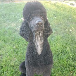 Dahlia - Poodle