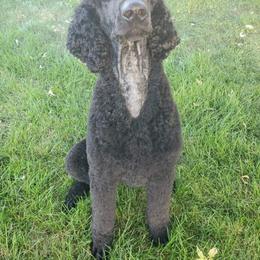 Dahlia - Poodle