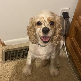 Cocker Spaniel All Grown Up from Sweet Peach Cocker Spaniels