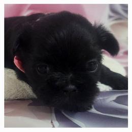 Shih Tzu Puppies from The Shih Zoo