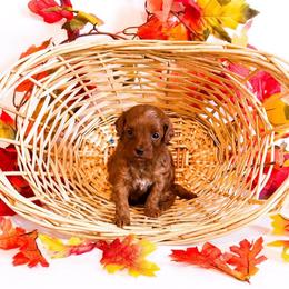 Sunday - Red  female Goldendoodle puppy in Kissimmee, Florida from Poodle Doodle Kennels