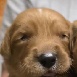 Voltage - Dark golden female Golden Retriever puppy in Princeton, Minnesota from Bewitched Goldens
