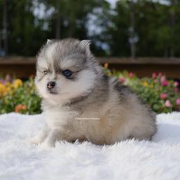 Beckett - Silver and white male Pomsky puppy in Loxahatchee, Florida from Cardinal Point Pomskies