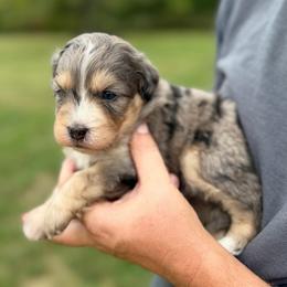 Brooks - Blue merle male Bernedoodle puppy in Warrensburg, Missouri from Dreamer Ridge Puppies