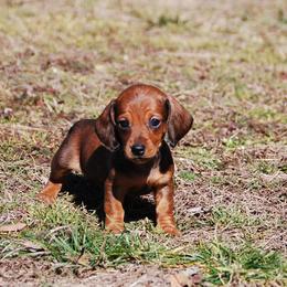 AKC Brandy - Red female Dachshund puppy in Billings, Missouri from Bundles of Joy