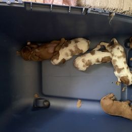 Cavalier King Charles Spaniel Puppies from Smylin Cavaliers