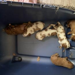 Cavalier King Charles Spaniel Puppies from Smylin Cavaliers