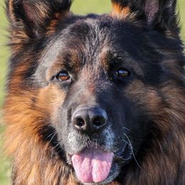 Damon - German Shepherd