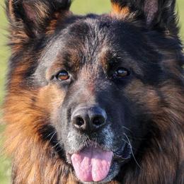 Damon - German Shepherd
