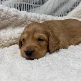 Porter - Cream male Dachshund puppy in Bald Knob, Arkansas from Victoria’s Dachshunds